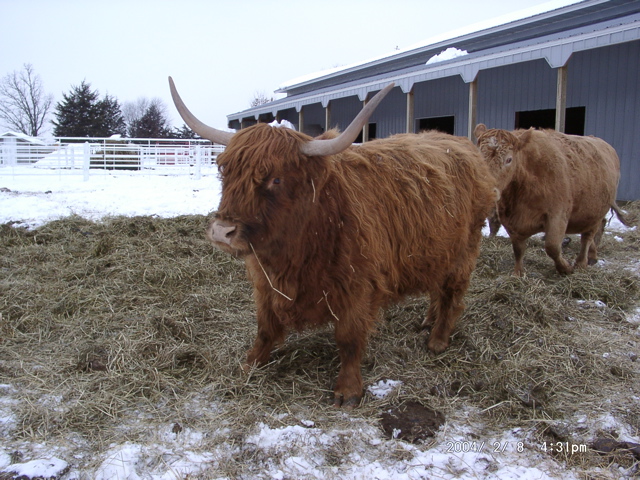Scottish Highlanders and Don's Farm