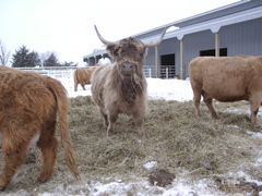 Scottish Highlanders