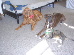 The Boys