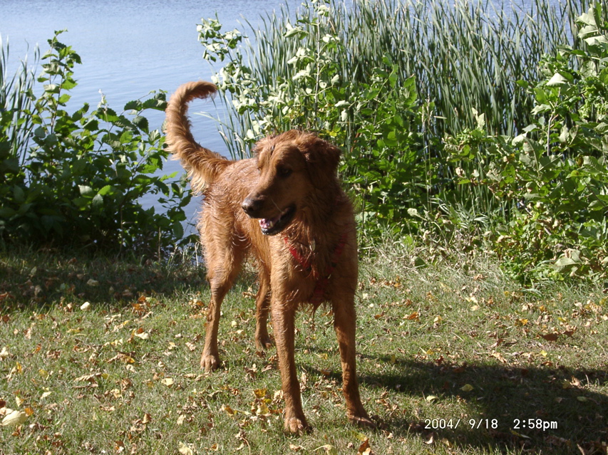 Wet Nigel