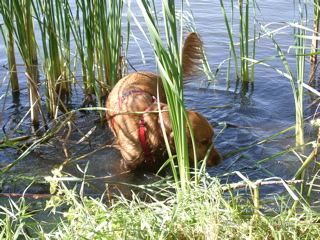 Nigel in the water