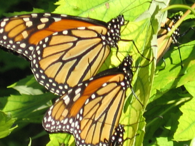 Butterfly Close-up