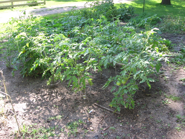 Tomatoes