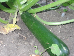Zucchini