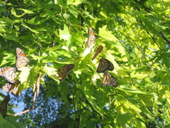 Butterflies