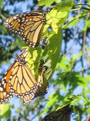 Butterflies