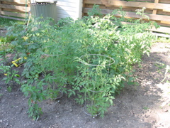 More tomatoes