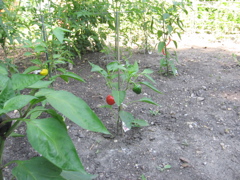 Cherry bomb, hungarian, and cayenne peppers
