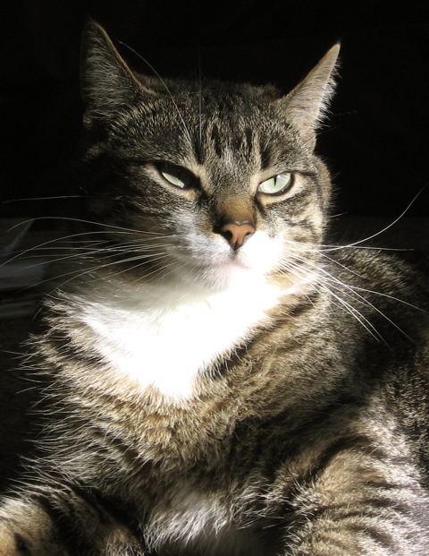Nice regal shot of the cat
