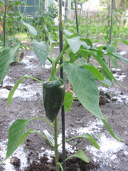 Pepper