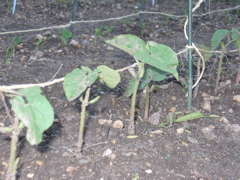 Beans - June 15