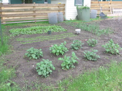 Potatoes, carrots, and radishes