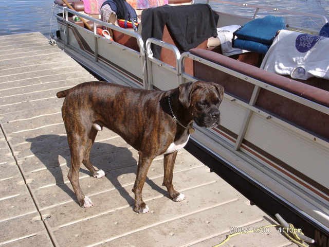 Puck waiting for a boat ride