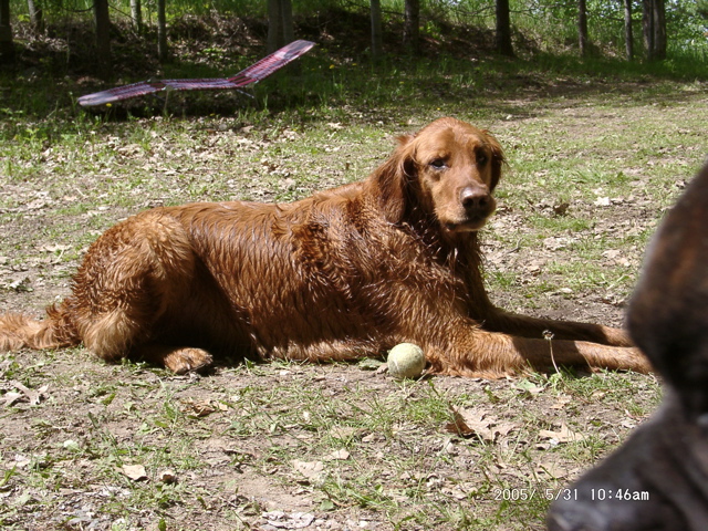 Wet dog