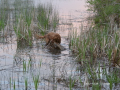 Nigel found a giant log in the lake