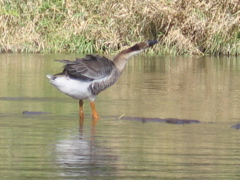 Goose