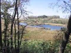 Wetlands