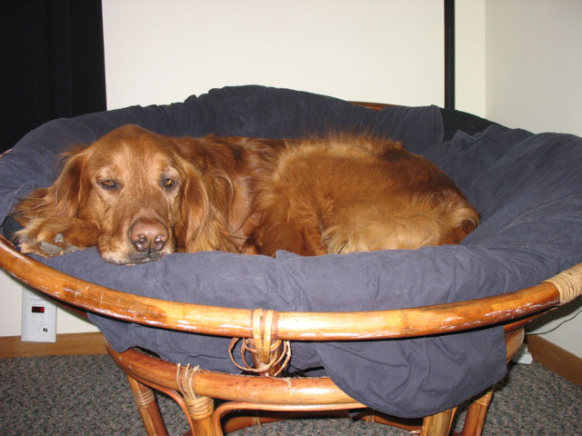 Nigel in the Bowl Chair