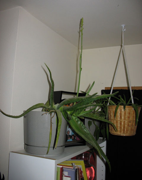 Flowering aloe plant (this just looks kind of neat)