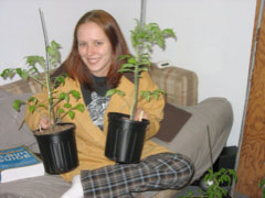 Our tomato plants!