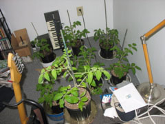More tomato plants