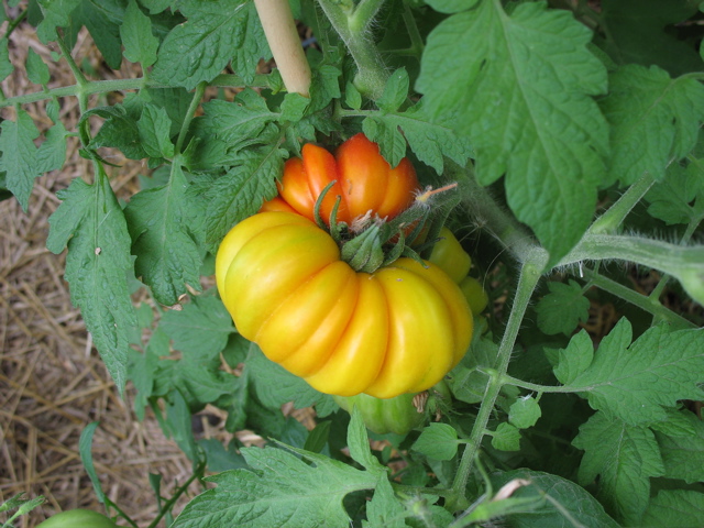 Amana striped tomato
