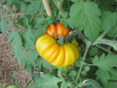 Amana striped tomato
