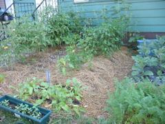 Front garden