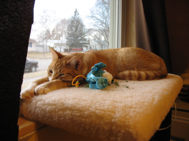 Niko's Christmas Present