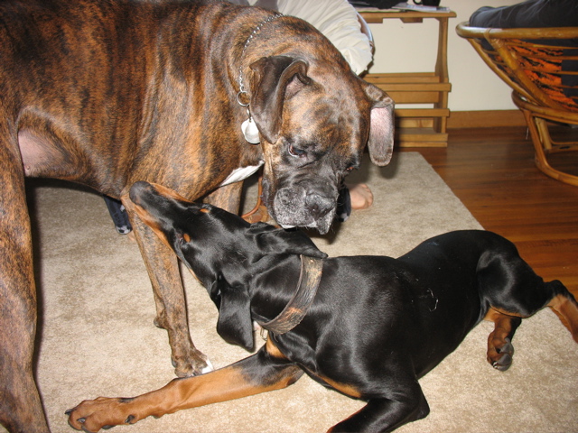 Fighting?