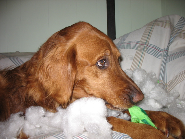 Nigel, in the act of destroying a toy.