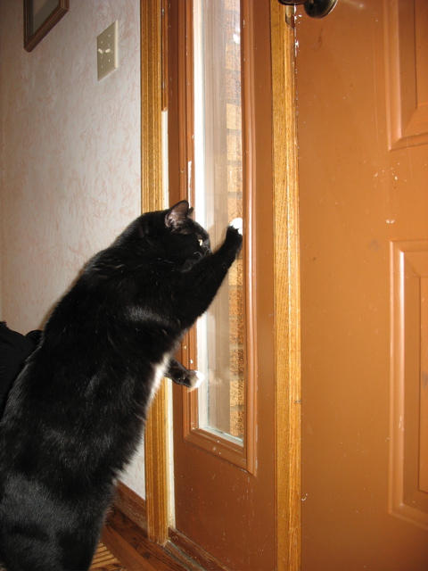 Bear, desperately trying to reach Frankie