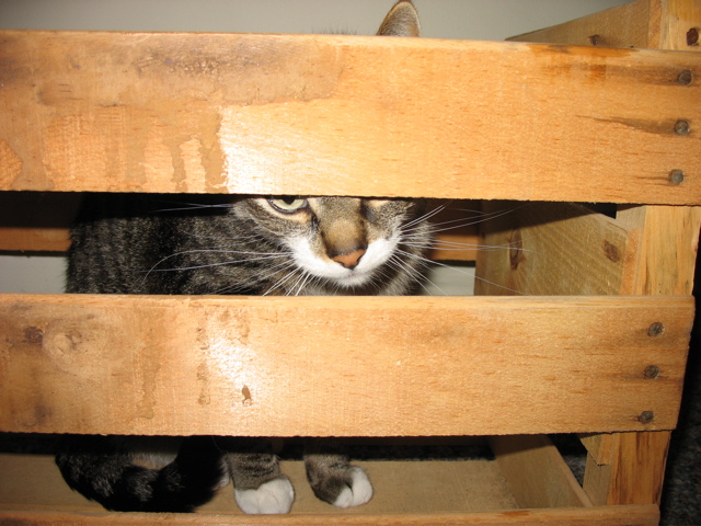 George, still in the box