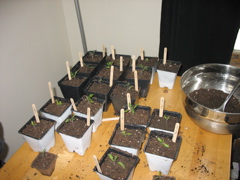 March 5: Tomatoes
