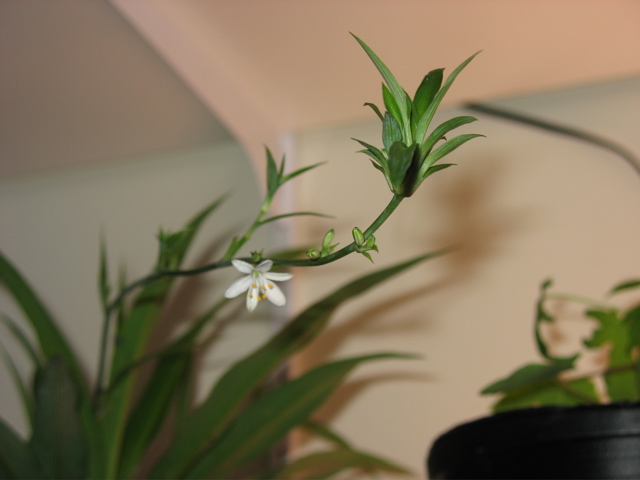 Spider Plant