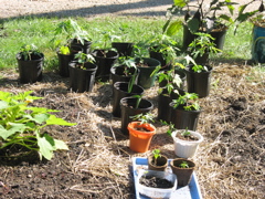 Papayas and Medjool Dates